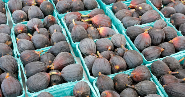Taze incirin ihracat yolculuğu başladı 