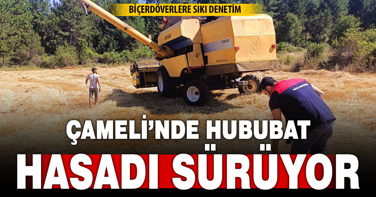 Çameli’de hububat hasadı sürüyor: Biçerdöverler denetleniyor
