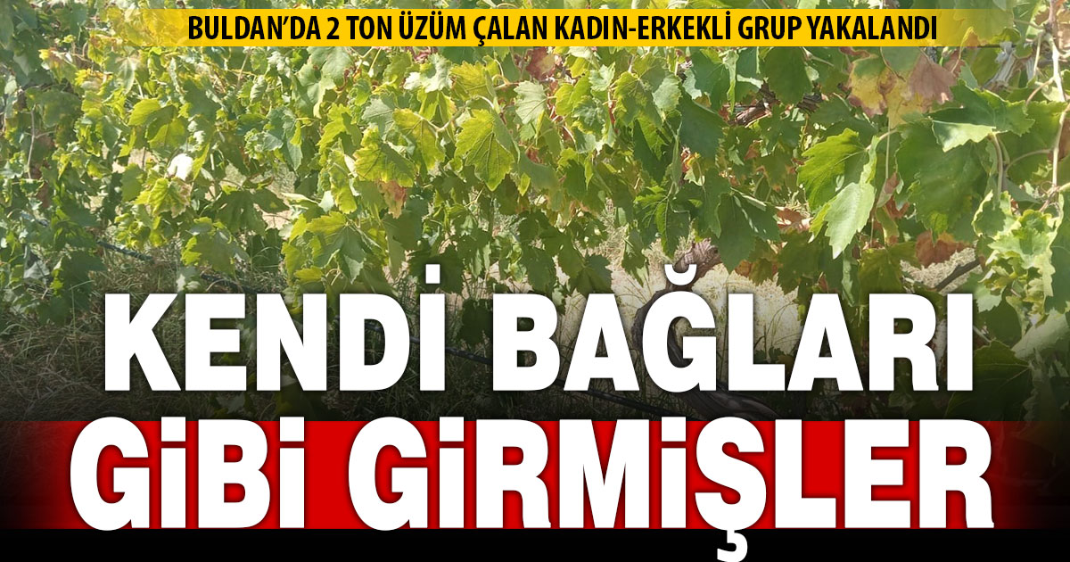 Buldan’da 2 ton üzüm hırsızlığının şüphelileri yakalandı