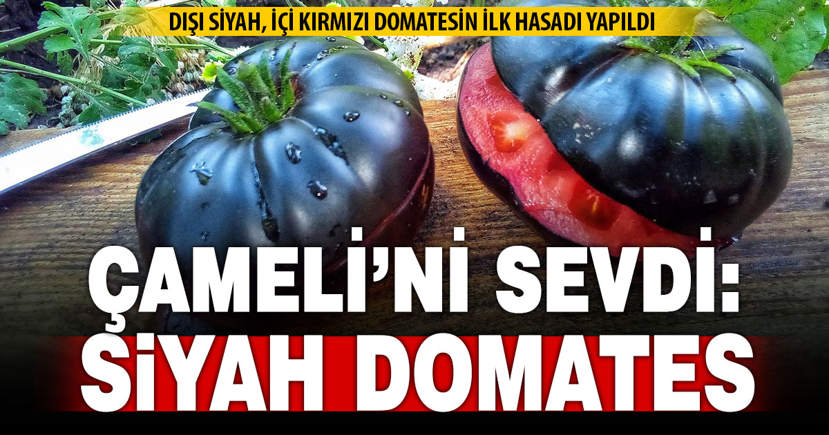 Siyah domates Çameli toprağını sevdi