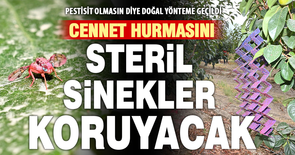 Cennet hurması bahçelerine 500 bin steril sinek bırakıldı