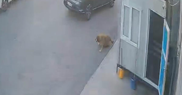 Görenlerin içini sızlatan görüntü 