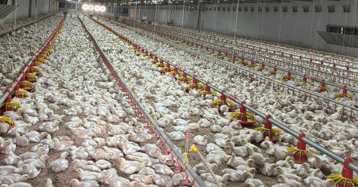 Denizli’de tarımsal üretime yeni yatırım