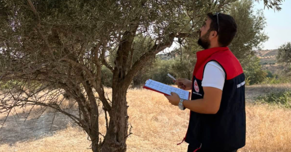 2026 Yılı zeytin rekolte tespit çalışmaları sahada sürüyor