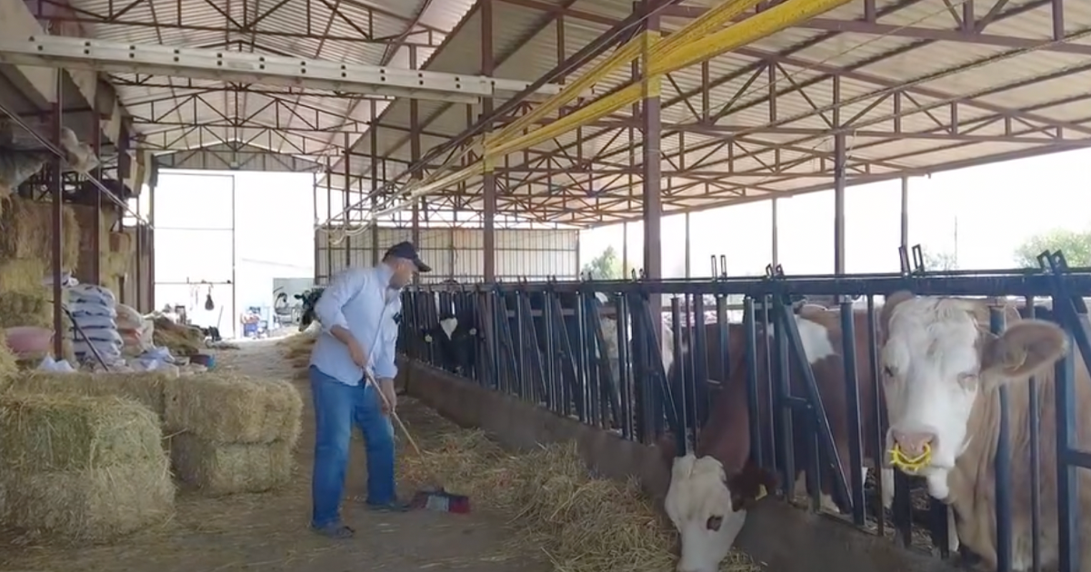 ORKÖY’den Denizli’de 36 haneye süt sığırcılığı desteği