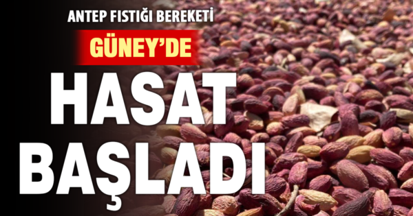 Güney’de Antep fıstığı hasadı başladı