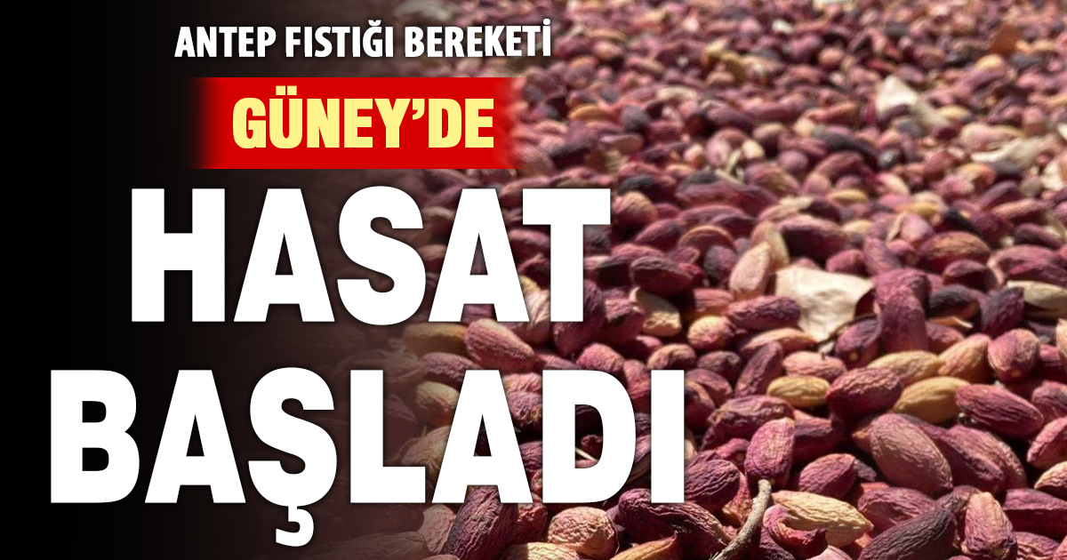 Güney’de Antep fıstığı hasadı başladı