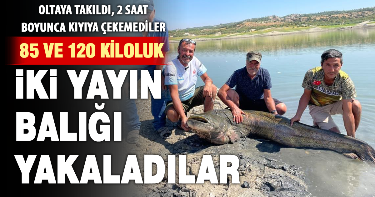 Baraj gölündeki iki dev yayın balığı oltaya takıldı 