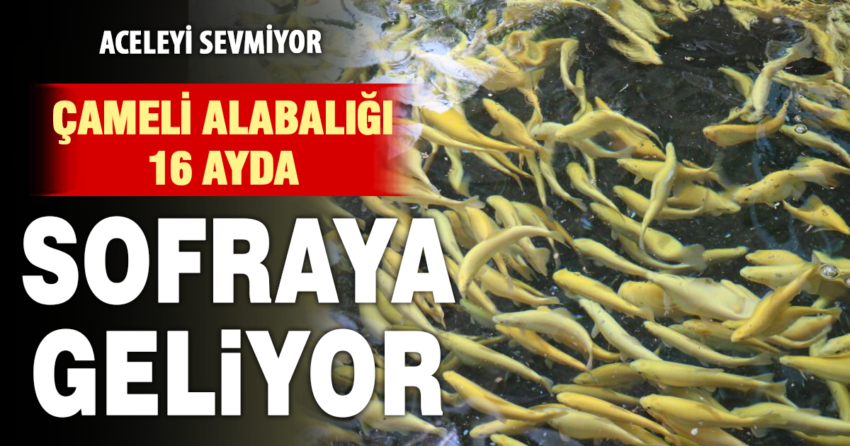 Son derece lezzetli Çameli alabalığı sadece Torosların buz gibi sularında yetişiyor 