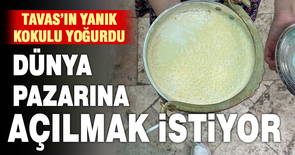 Yanık Kokulu Tavas Koyun Yoğurdu Türkiye ve dünya pazarına açılmak için yatırımcı bekliyor