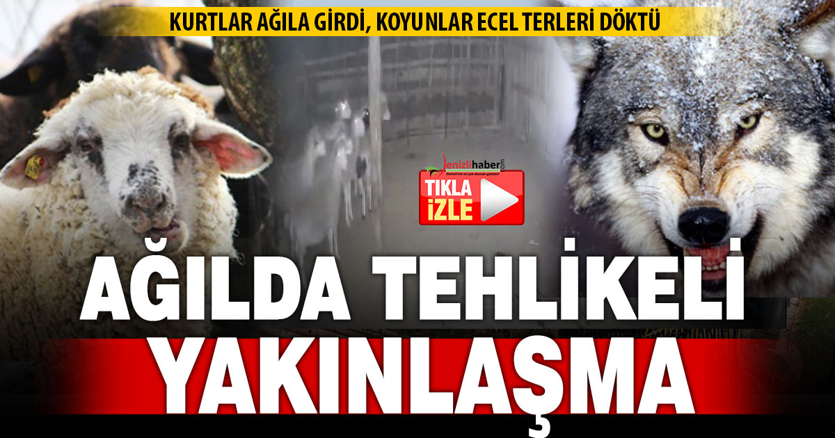 Kurtlarla karşılaşan koyunların yaşadığı panik anları kamerada  