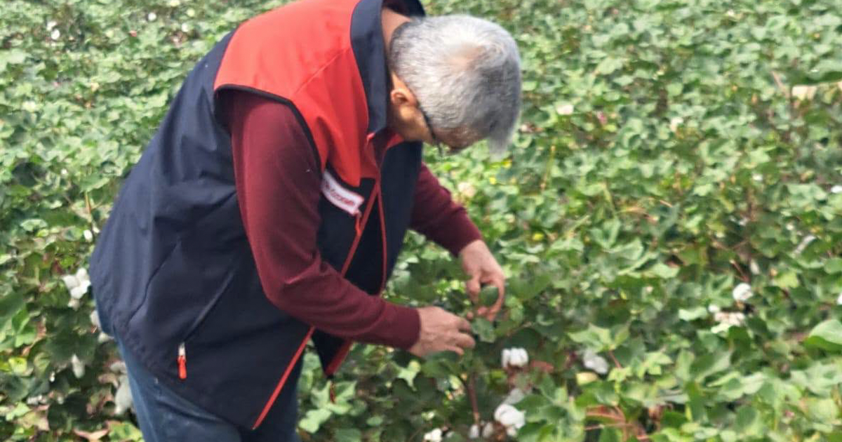 Sarayköy’de pamuk, zeytin ve ayçiçeği üretimine yönelik kontroller sürüyor