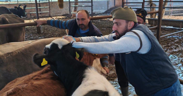 Denizli’de büyükbaş hayvanlarda şap hastalığına karşı aşılama çalışmaları sürüyor