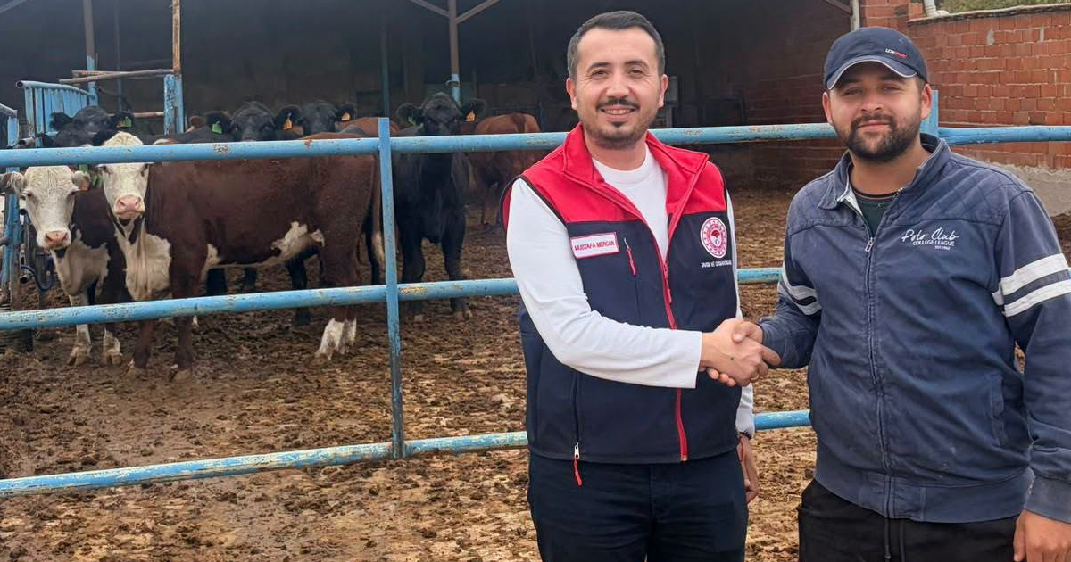 Baklan’da 3 üretici daha etçi ırk sığırlarına kavuştu