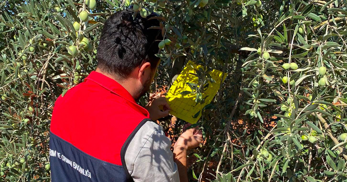 Kale’de zeytin bahçelerinde verim ve kalite için kontroller sürüyor
