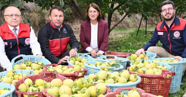 Denizli’de Trabzon hurması hasadı başladı