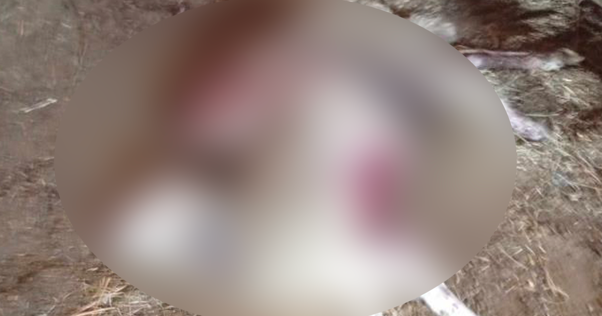 Çivril'de besicinin ağılına kurt girdi, 1 koyun telef oldu 