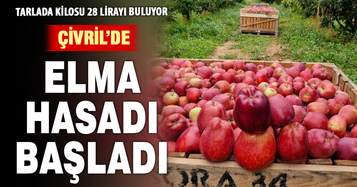 Çivril'de elma hasadı başladı