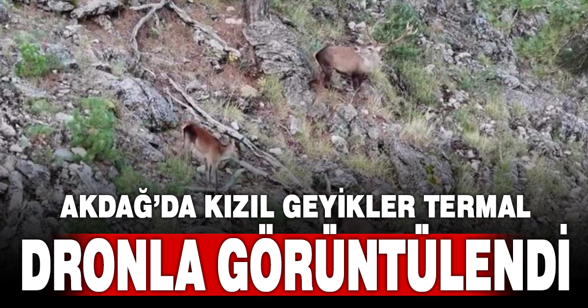 Akdağ'da kızıl geyikler termal dronla görüntülendi 